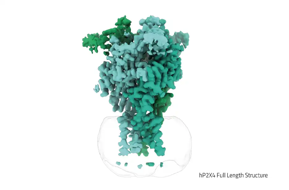 hP2X4 membrane protein structure